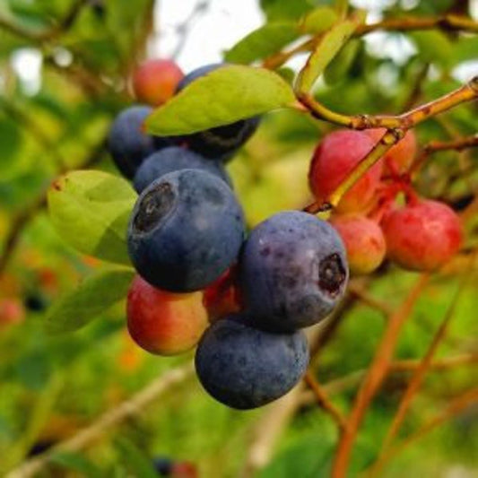 Blueberry Bush 24-36 Inches Brightwell Variety (Self-Fruitful) Vaccinium corymbosum