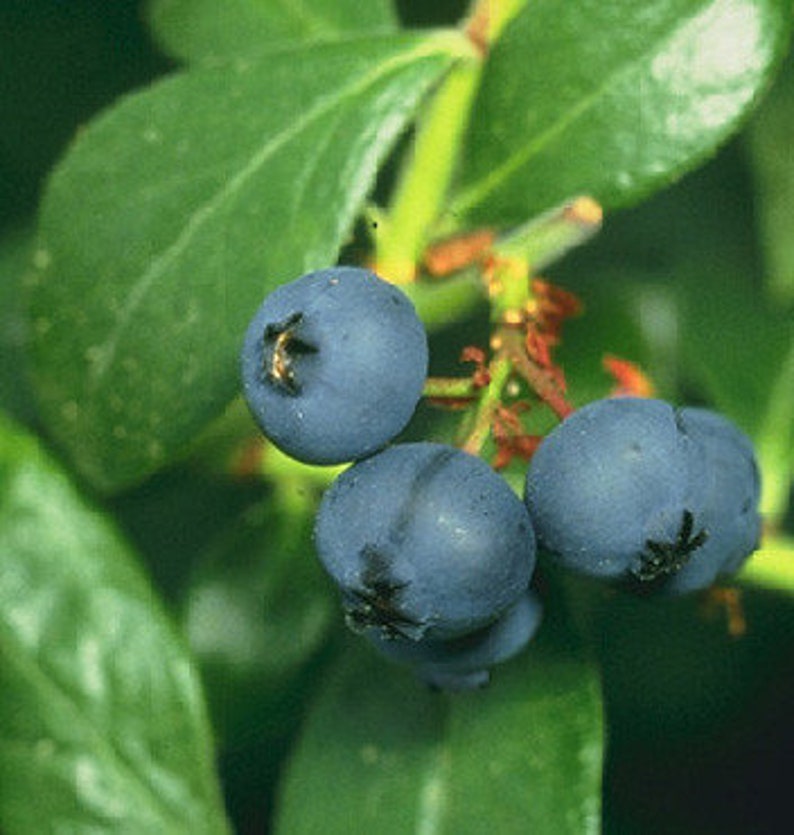 Prince Blueberry Bush - 24-36 Inch Prince Blueberry (Vaccinium sp.) - Early Maturing, Sweet Berries, Zones 6-9