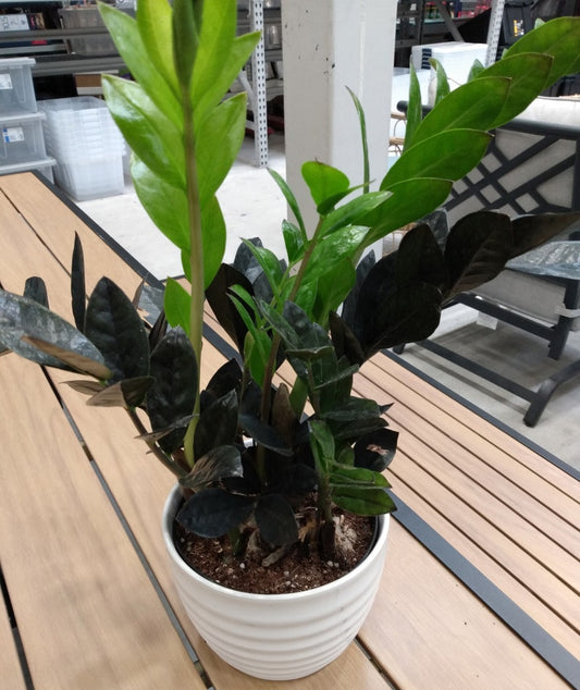 Black Raven ZZ Plant - Small Rooted Plant + Free Cutting - Zamioculcas zamiifolia - Low Maintenance Indoor Greenery