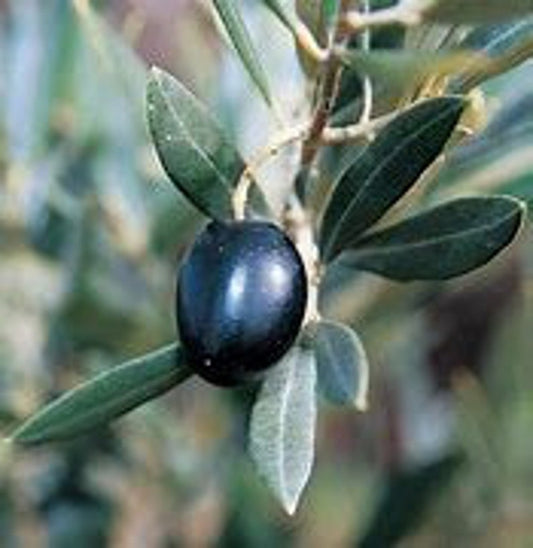 Arbequina Olive Tree - 24 Inch Tall - Low-Maintenance Variety - Olea europaea 'Arbequina'