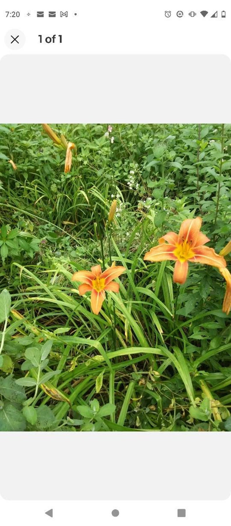 Day Lily Bare Roots (100) Orange - Fragrant Perennial Flowers - Hemerocallis spp. - Ideal for Hot Weather States