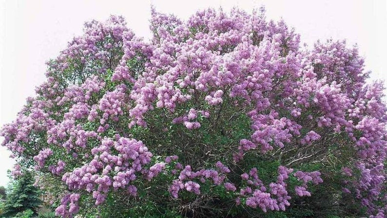 Jumbo Bare Root Lilac Starts - 5 Purple Flowering Bushes - Fragrant Perennial Plants - Syringa vulgaris