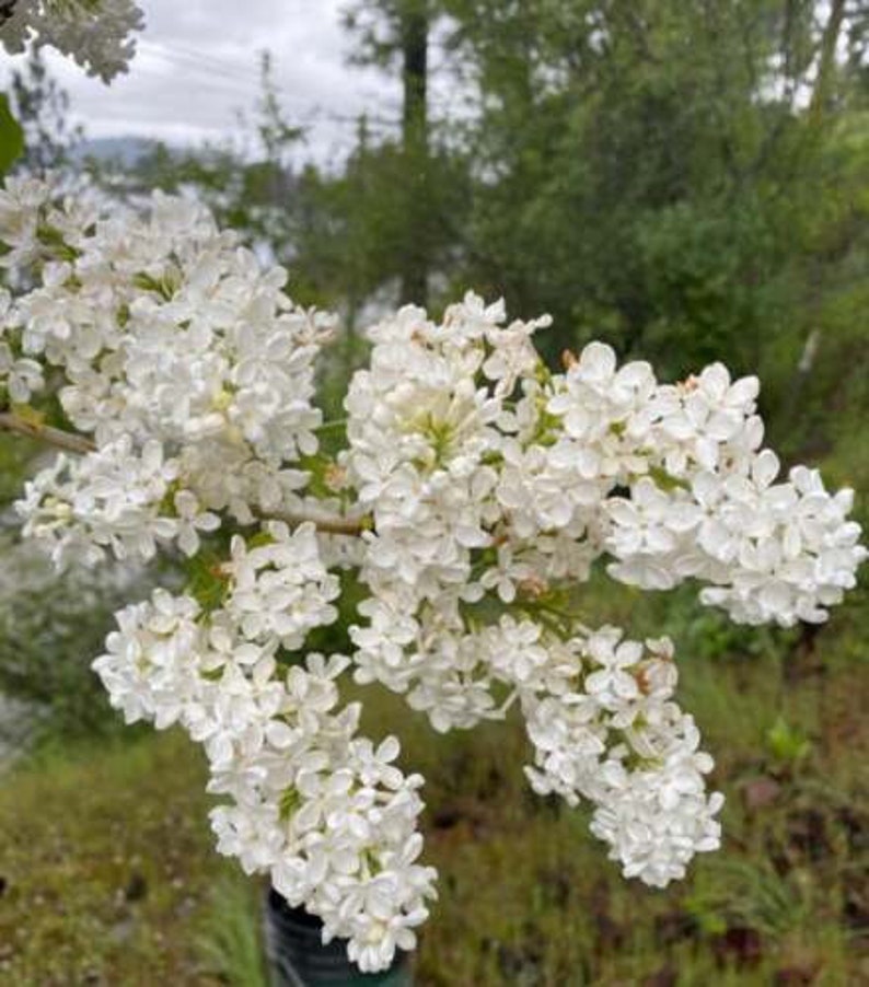 Bare Root Lilac Bush Set of 20 - 10 Purple & 10 White - Fragrant Perennials (Syringa vulgaris) with Planting Instructions