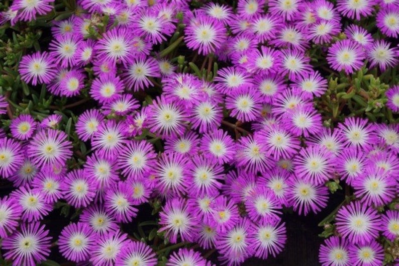 Ice Plant Set of 3 Pots, Wheels of Wonder Violet, Delosperma hybrid, Drought Tolerant, Low Maintenance, 6-8" Height
