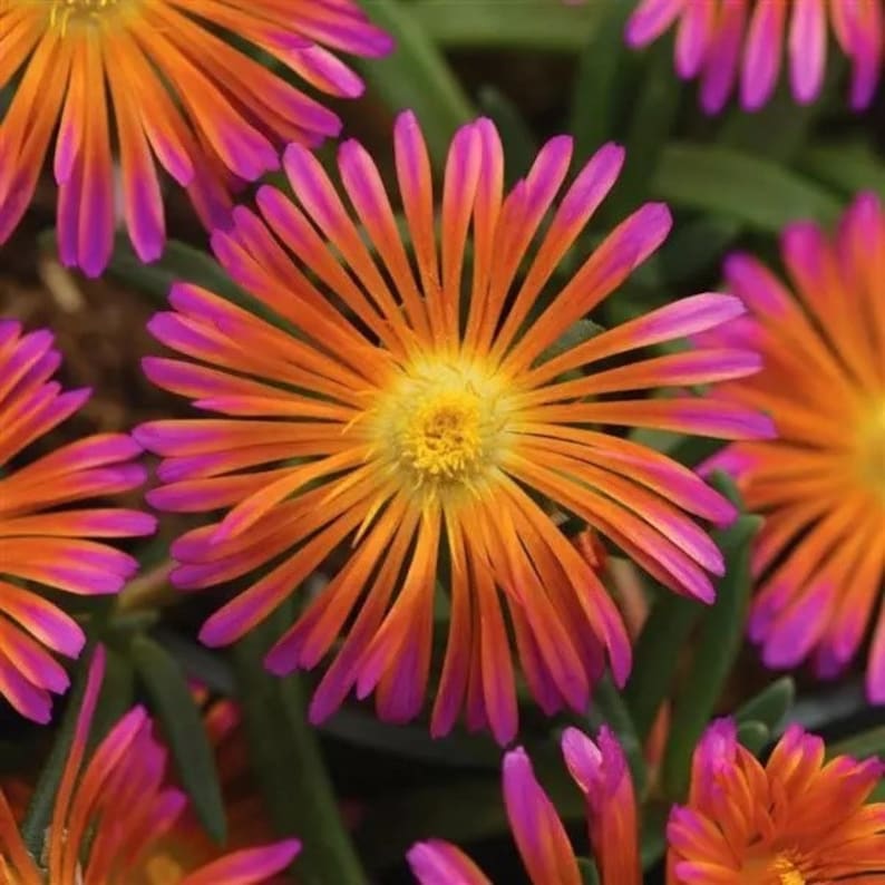 Ice Plant Set of 3 Pots, Ocean Sunset™ Orange Glow, Delosperma hybrid, Drought Tolerant, Low Maintenance, Hardy Zones 5a-9b