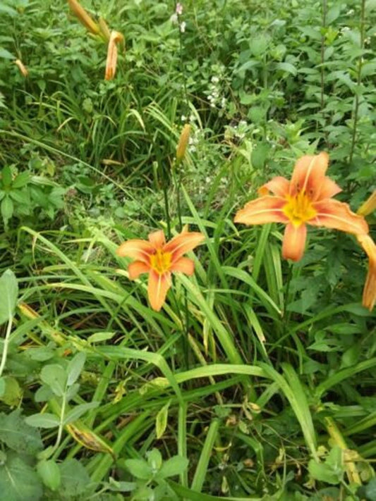 15+ Day Lily Bare Roots with Fans - Fragrant Perennial Flowers - Hemerocallis