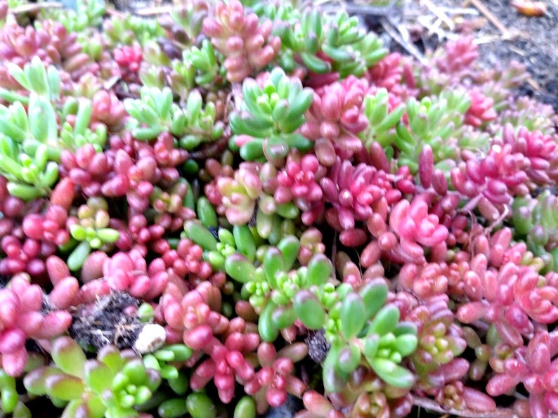 Pork and Beans Starter Plants - 5 Live Sedum Rubrotinctum Succulents for Groundcover - Perennial Stonecrop