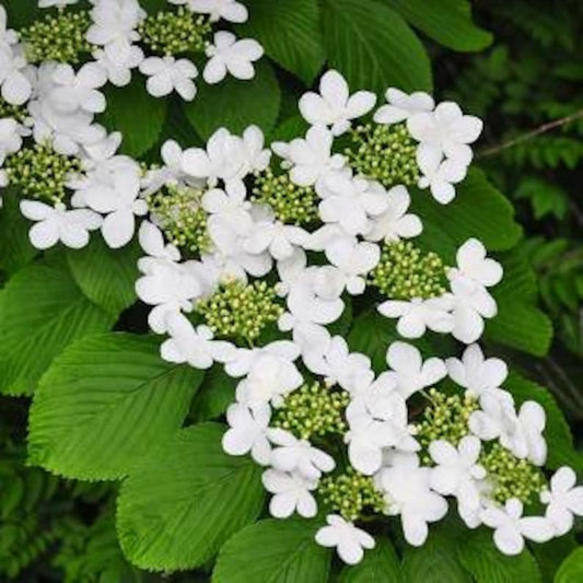 Japanese Snowball Plant, 3" Container, White Blooms, Viburnum Plicatum, Hardy in Zones 5-8, Ideal for Gardens
