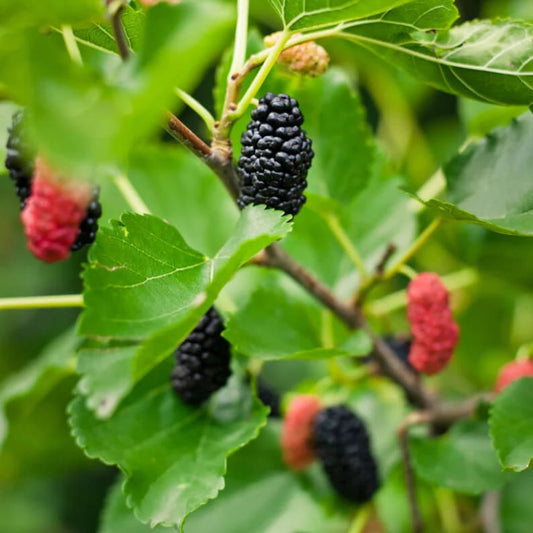 Live Trader Mulberry Plant in 1 Quart Pot - Morus X - Hybrid Fruit Tree for Zones 3-7 - Full Sun to Part Shade
