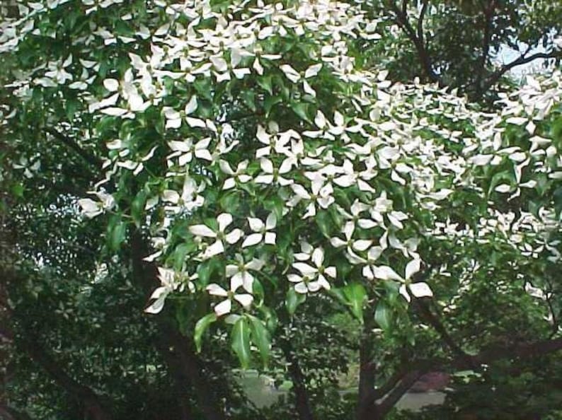 Kousa Dogwood Plant - 4" Container - Dark Green Leaves - Cornus kousa - Ideal for Zones 5-8, Full Sun to Partial Shade