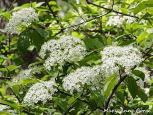 Black Haw Viburnum Quart Pot, Viburnum prunifolium, Native Shrub for USDA Zone 4-7, Edible Berries, Creamy White Flowers