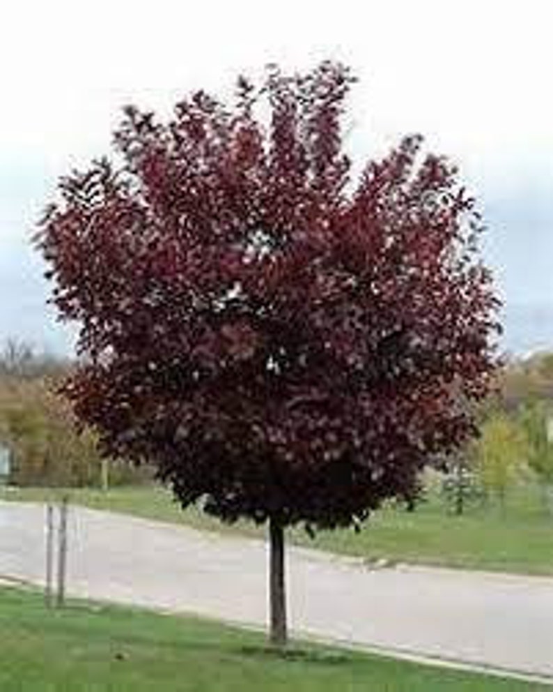 Choke Cherry Plant 1 Gallon Pot Canadian Red Prunus virginiana USDA Zone 2-7, Bareroot Shipping Mid October to May