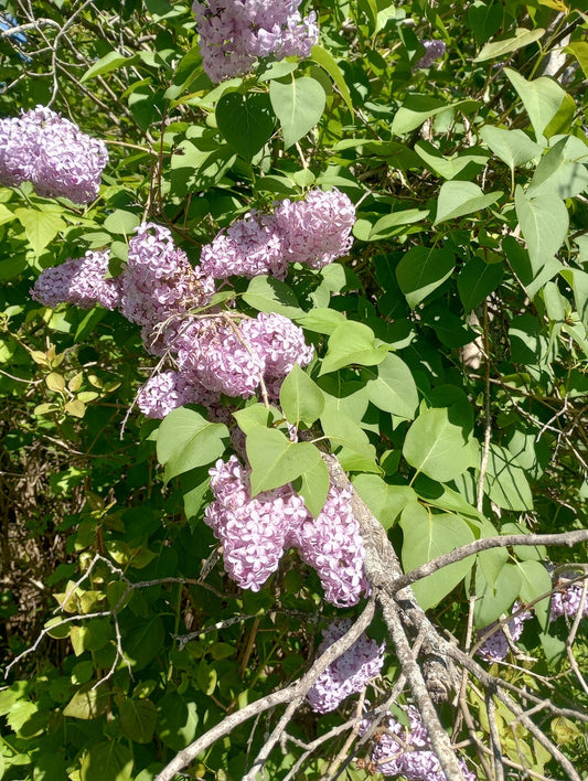 Jumbo Bare Root Lilac Starts - White or Purple Fragrant Perennial Flower Bushes - Syringa vulgaris