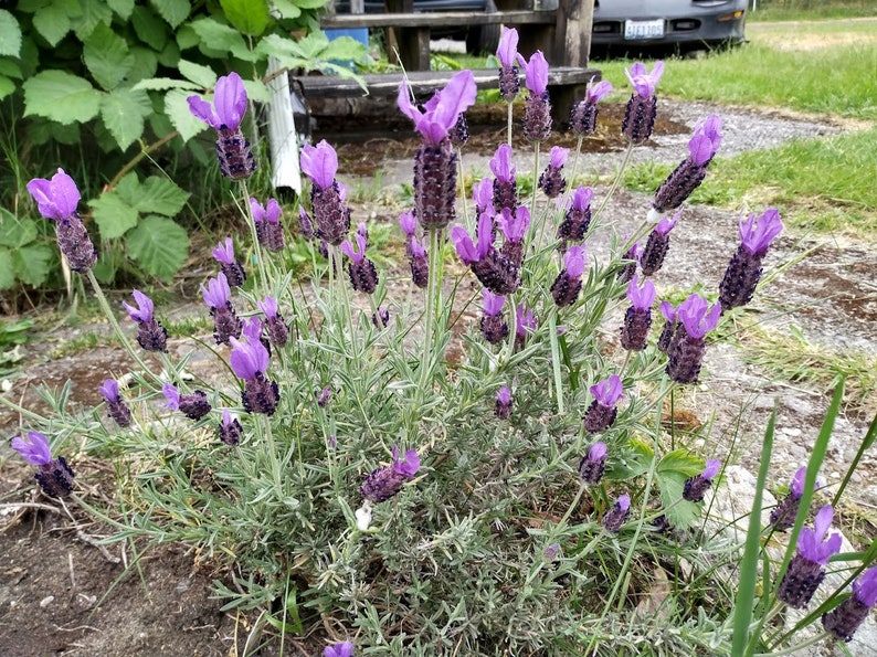 Spanish Lavender Cuttings - 5 Live Organic Clippings for Propagation, Lavandula Stoechas, Fragrant Herb Perennial