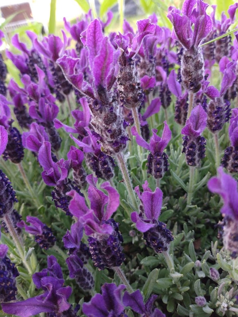 5 Organic Anouk Deep Rose Lavender Cuttings - Propagation Clippings (Lavandula stoechas) for Culinary & Medicinal Use