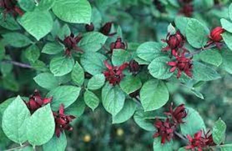 Carolina Allspice Plant in Quart Pot - Calycanthus 'Sweetshrub' - Aromatic Deciduous Shrub for USDA Zones 4-9