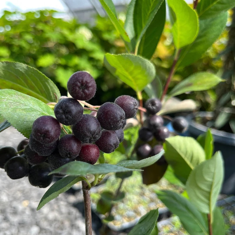 Black Chokeberry Live Plant 4" Pot - Aronia melanocarpa - Native North American Shrub for Zones 3-8, Full Sun to Part Shade