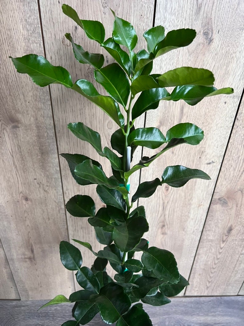 Kaffir Lime Tree - 1/2 Gallon Pot - Citrus Hystrix Makrut - Thai Lime - Fresh Culinary Herb for Cooking and Flavoring