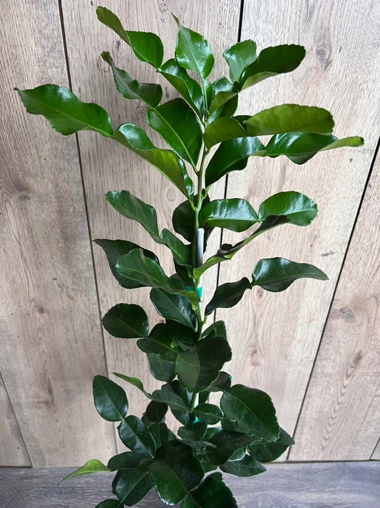 Kaffir Lime Tree - 1/2 Gallon Pot - Citrus Hystrix Makrut - Thai Lime - Fresh Culinary Herb for Cooking and Flavoring