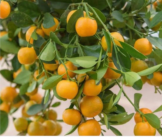 Calamondin Tree in Half Gallon Pot - Tac Chua Citrus Hybrid (Citrus mitis) for Florida Shipping Only