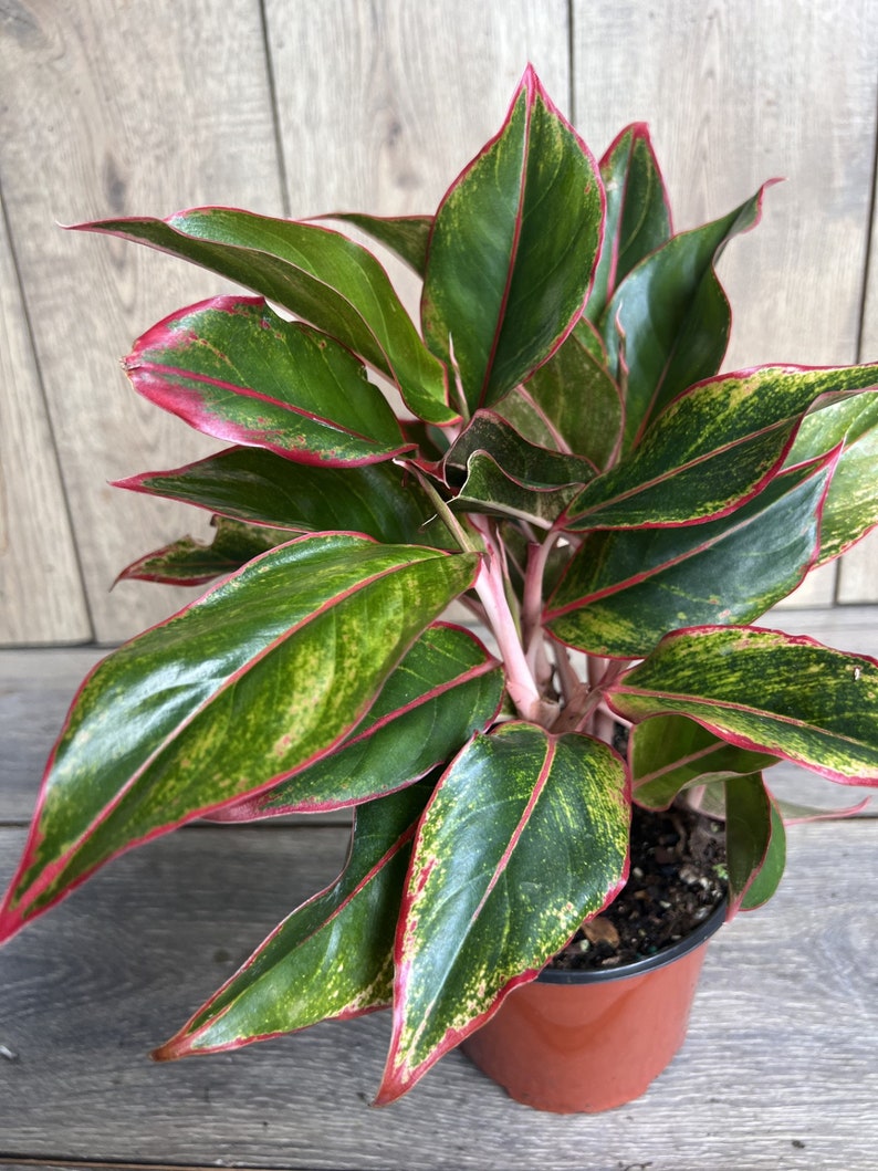 Aglaonema Siam 6" Pot, Siam Aurora Aglaonema, Indoor Houseplant, Low Light Tolerant, Easy Care Plant
