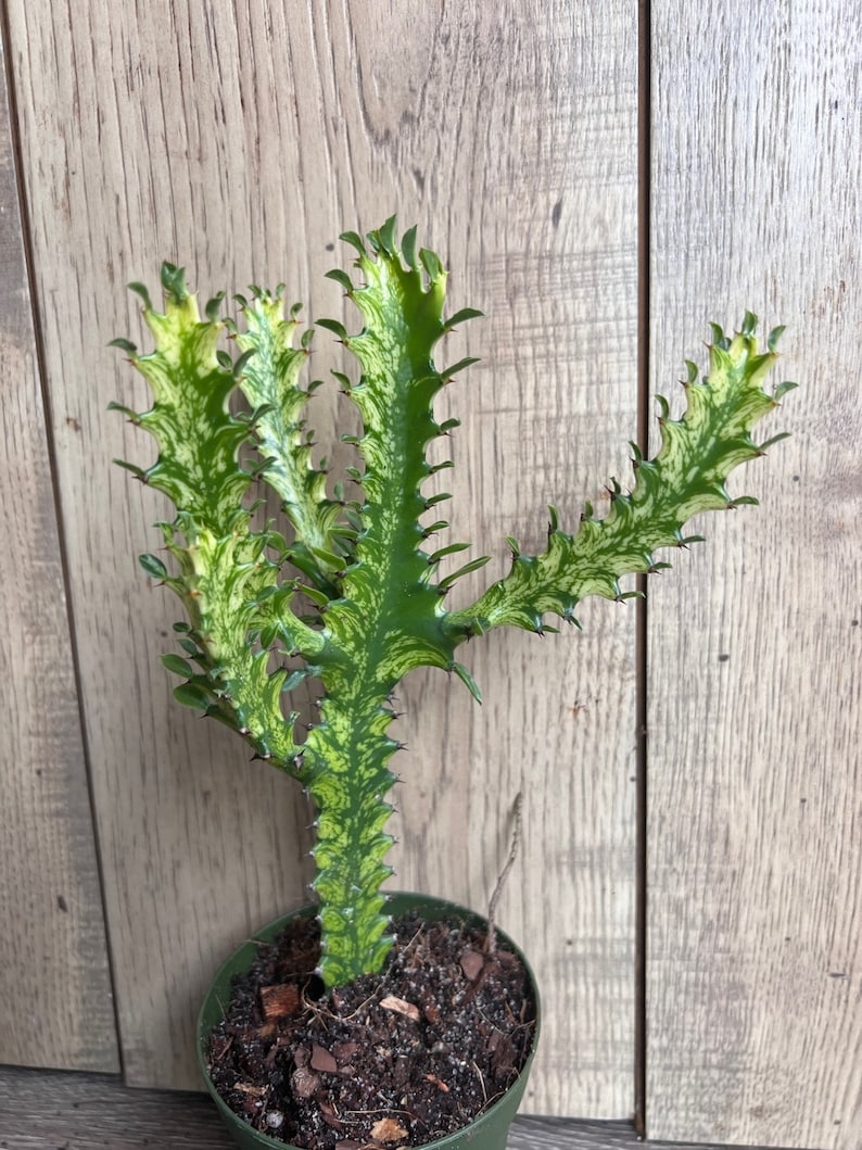 Euphorbia Lactea Variegated Dragon Bone Succulent in 4" Pot, Rare Lacei Variegata, Unique Cactus Alternative, Indoor Plant