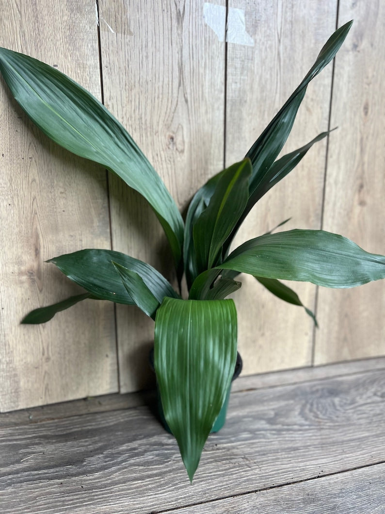Cast Iron Plant 6" Pot Aspidistra elatior Low Light Houseplant Drought Tolerant Deer Resistant Indoor Outdoor Green Foliage