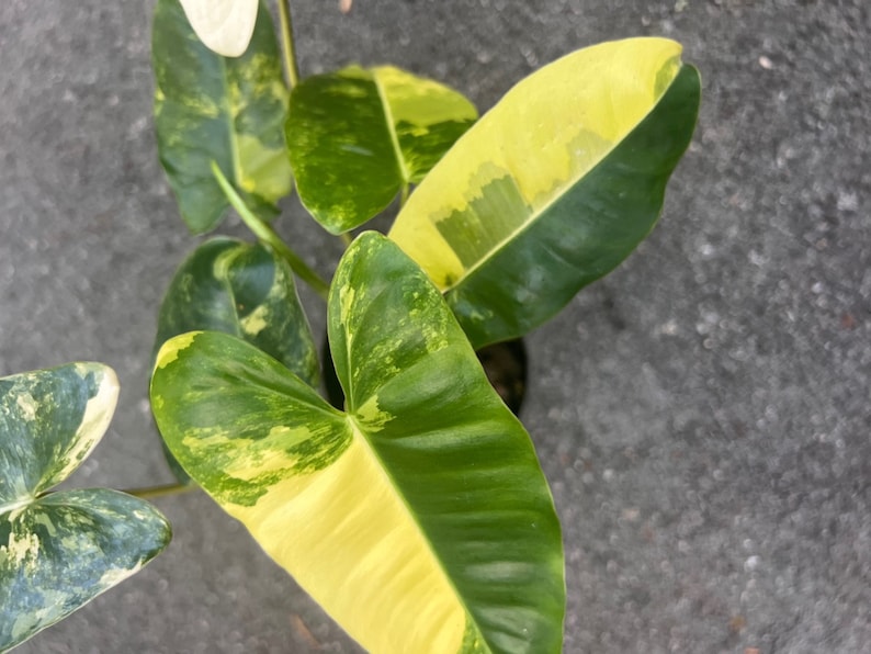 Variegated Burle Marx Plant in 4" Pot - Philodendron 'Burle Marx' - Low Maintenance Indoor Aroid for Home Decor