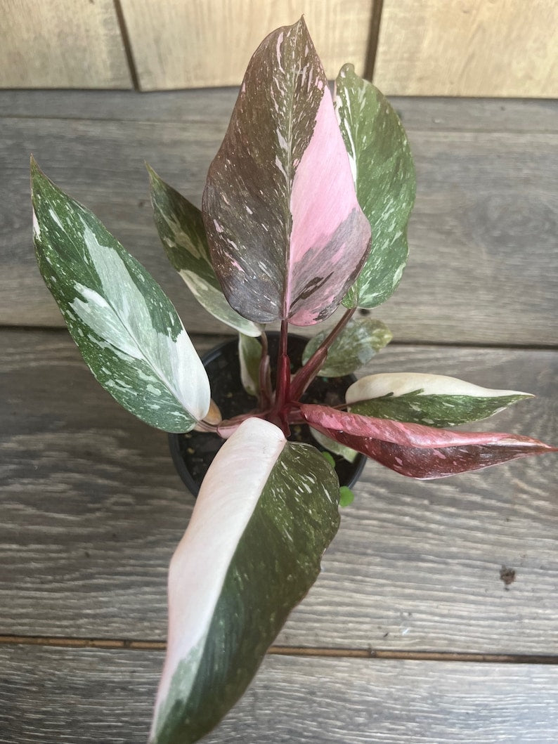 Philodendron Pink Princess Marble 4" Pot - High Variegation, Philodendron erubescens