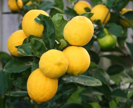 Meyer Lemon Tree – 1/2 Gallon Pot – Citrus × meyeri – Sweet & Juicy Fruit – Florida Shipping Only