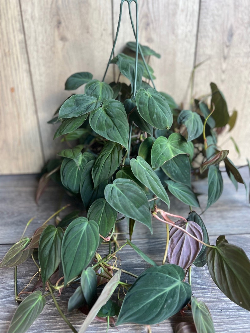 philodendron hb Philodendron Micans Plant in 8'' HB Pot
