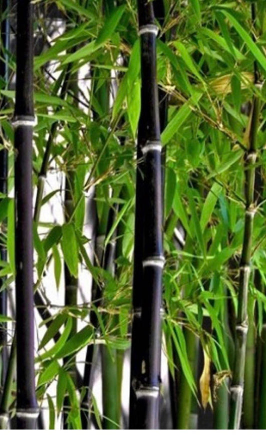 Black Asper Bamboo 6" Pot, Bambu Hitam - Ornamental Black Bamboo, Hardy Plant for Gardens or Containers, Phyllostachys nigra