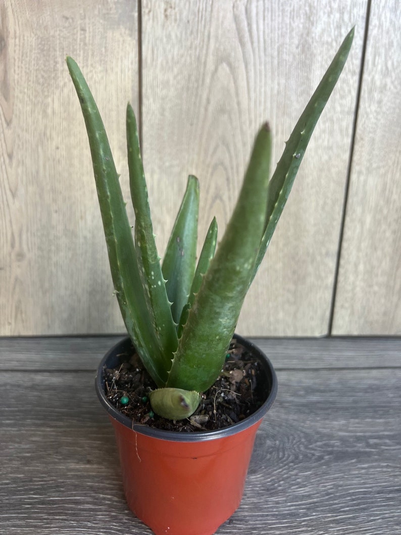 Aloe Vera Plant in 4" Pot - Healing Succulent, Indoor Houseplant, Aloe barbadensis miller, Low Maintenance Decor