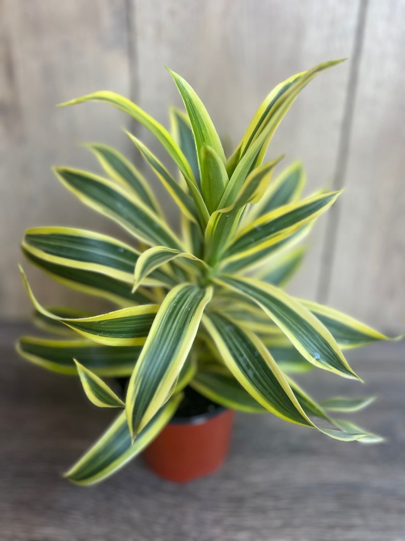 house plants song Song of India Plant, 4" Pot, Dracaena reflexa, Indoor Decorative House – Jayme Garden