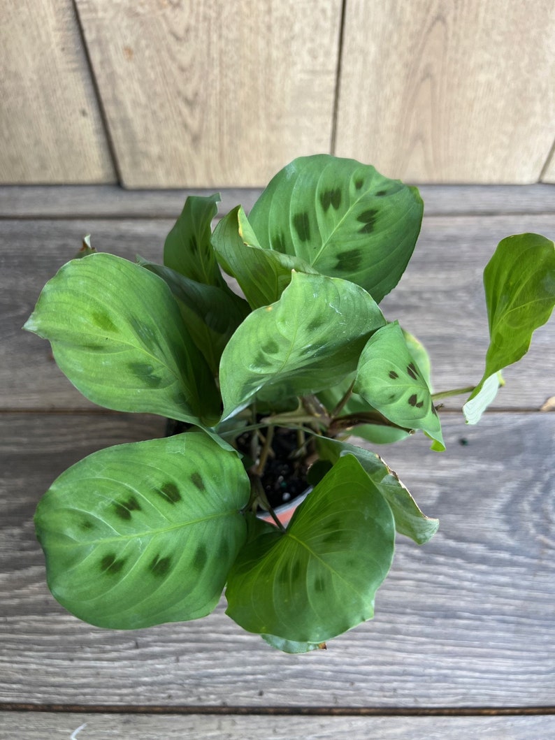 Maranta Leuconeura Green 4" Pot | Herringbone Prayer Plant | Indoor Houseplant | Non-Toxic to Pets