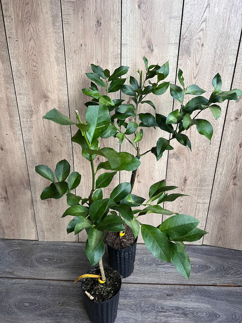 Harvey Lemon Tree in 1/2 Gallon Pot, Grafted Citrus Variety, Cold-Hardy Citrus (Citrus spp.) - Florida Shipping Only