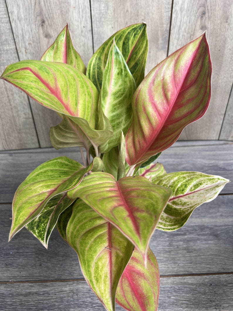 Aglaonema Golden Fluorite 6" Pot - Ornamental Houseplant with Chartreuse Leaves, Air Purifying, Aglaonema sp.