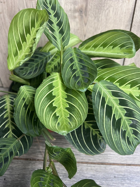 Maranta Lemon Lime Plant in 4" Pot - Maranta leuconeura var. erythroneura 'Lemon Lime' - Easy Care Indoor Houseplant