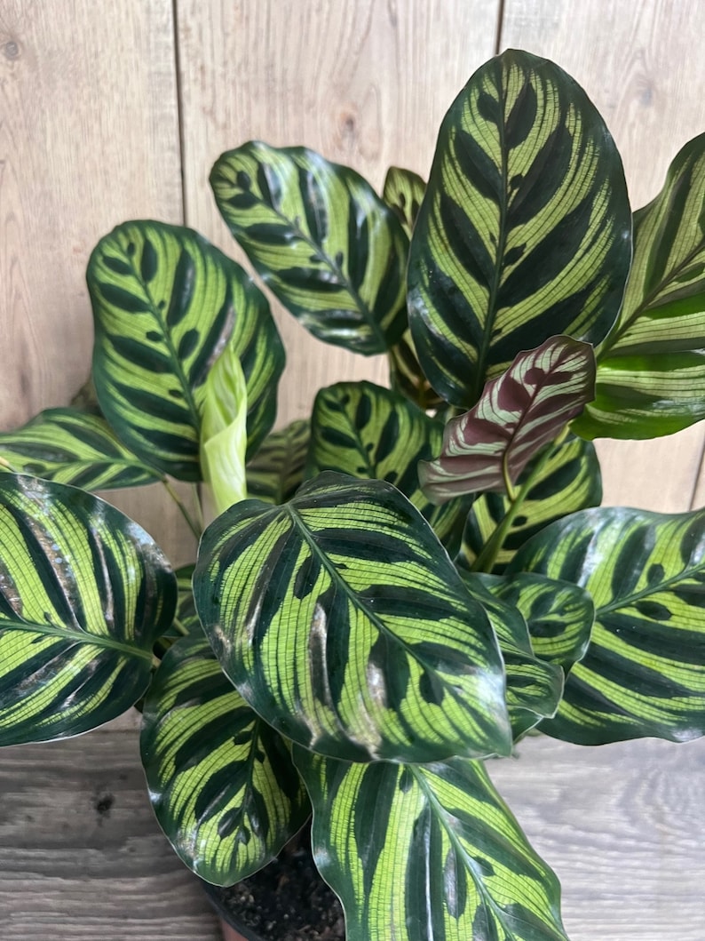 Calathea Makoyana, 6" Peacock Plant, Indoor Houseplant, Maranta Family, Non-Toxic to Pets, Lush Green Leaves