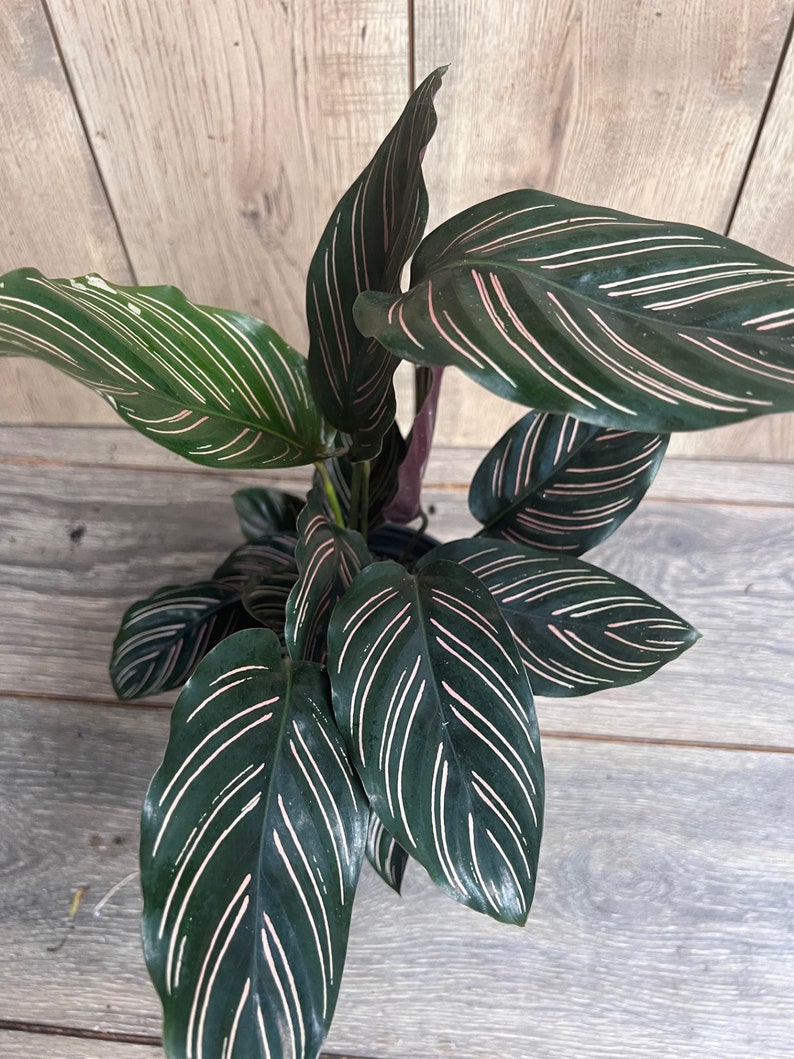 Calathea Ornata Prayer Plant in 6" Pot, Green with Pink Stripes, Calathea ornata - Humidity-Loving Indoor Houseplant