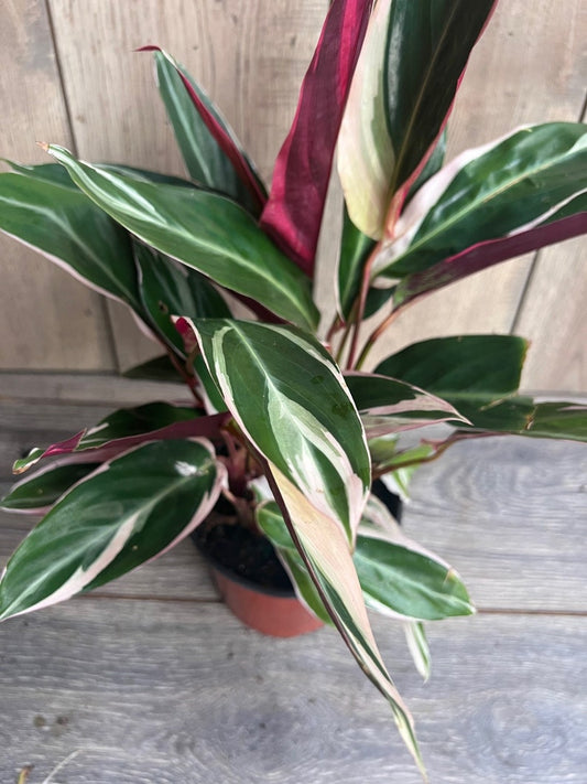 Calathea Stromanthe TrioStar Plant in 6" Pot | Variegated Prayer Plant | Colorful Houseplant | Easy Care Indoor Greenery