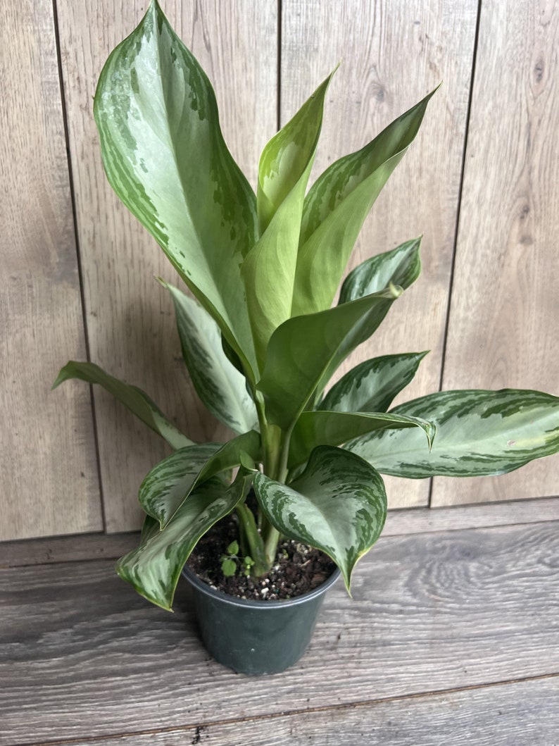 Aglaonema Silver Bay Plant, 6" Pot, Low Maintenance Chinese Evergreen, Aglaonema commutatum