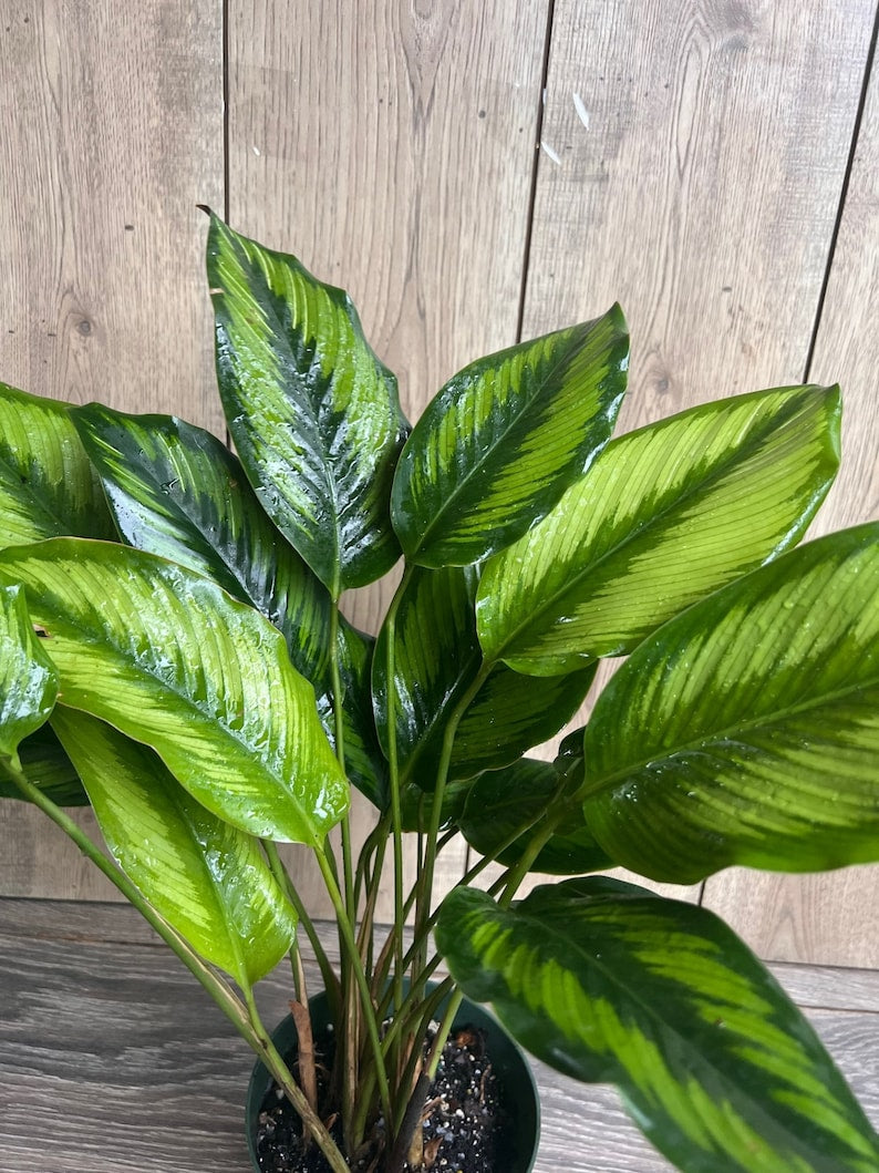 Calathea Beauty Star Plant - 6" Pot - Ornamental Prayer Plant - Calathea ornata - Indoor Houseplant for Humidity and Style