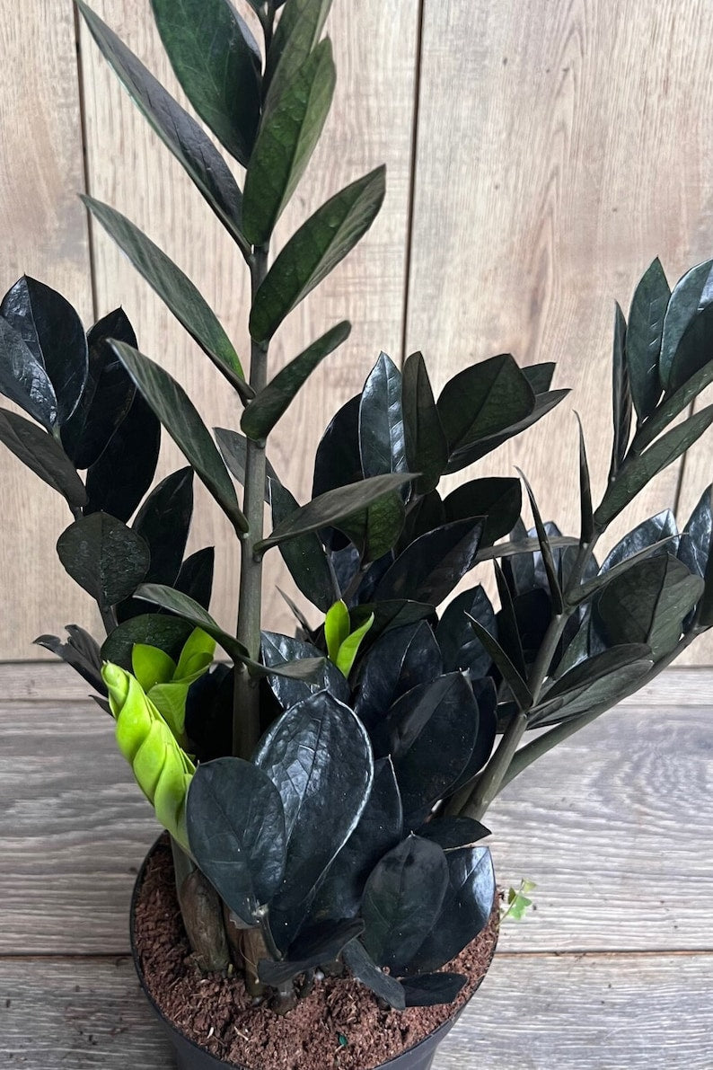 Black Raven ZZ Plant in 4" Pot, Dark Zamioculcas zamiifolia Raven, Easy Care Indoor Houseplant, Low Light Tolerant