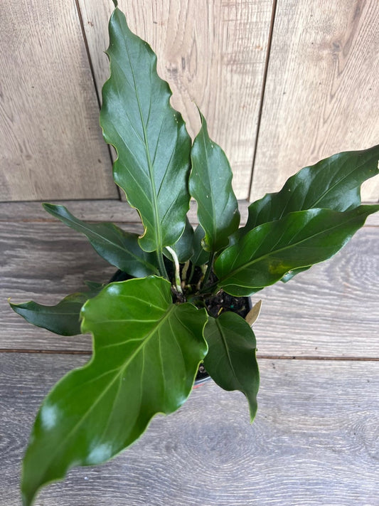 Anthurium Plowmanii 6" Pot | Colorful Leaves & Unique Flowers | Easy Care Houseplant | Tropical Plant for Home Decor