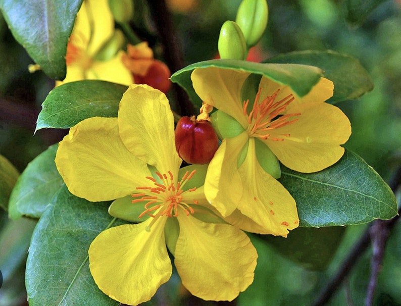 Mickey Mouse Plant 4" Pot Ochna serrulata Evergreen Shrub with Glossy Leaves and Yellow Flowers for Gardens and Balconies