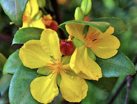 Mickey Mouse Plant 4" Pot Ochna serrulata Evergreen Shrub with Glossy Leaves and Yellow Flowers for Gardens and Balconies