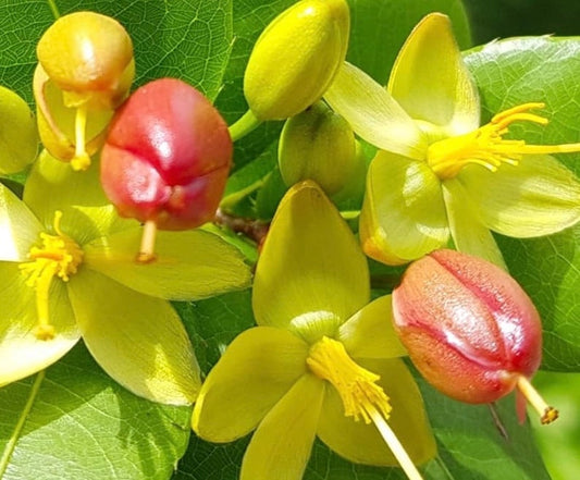 Mickey Mouse Plant in 6" Pot - Ochna serrulata - Evergreen Shrub with Glossy Leaves and Showy Flowers