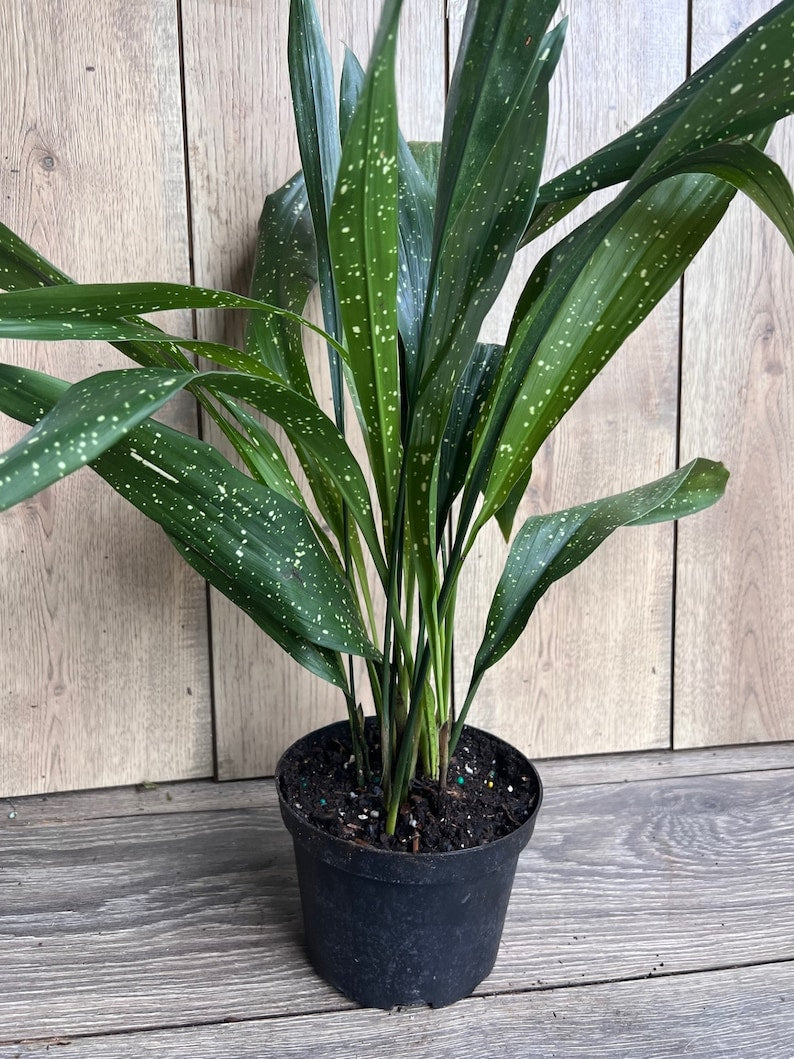 Aspidistra Elatior 'Milky Way' Plant in 6" Pot - Hardy Cast Iron Plant with White Specks, Easy Care Houseplant