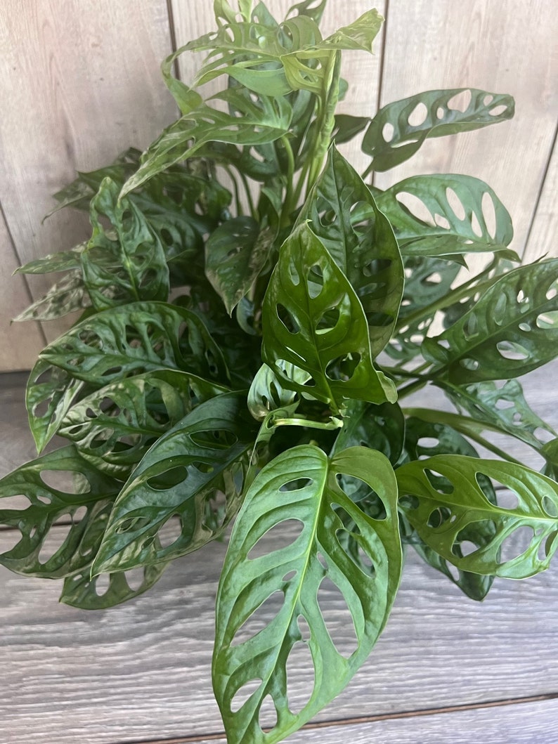 Monstera Adansonii Plant in 6" Pot, Swiss Cheese Vine - Monstera adansonii, Indoor Tropical Houseplant, Live Greenery